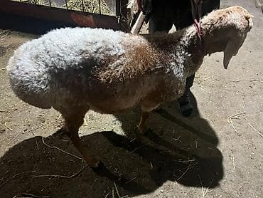 Продаю | Овца (самка) | Для разведения
