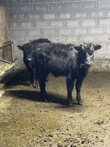 Аквариумдар: Сатам | Бука (эркек), Музоо | Ангус | Жасалма уруктандырылган — 1