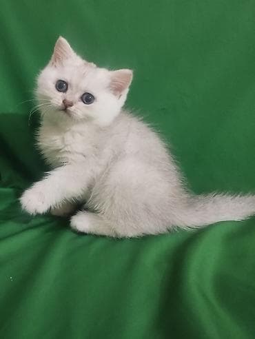 мини такса: Шотландский короткошёрстный котёнококрас серебристая — 2