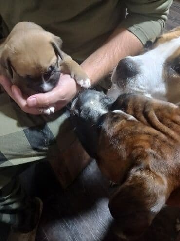 продаю охотничий собаку дратхар: Щенки немецкого боксера! порода собак для содержания только в доме — 5