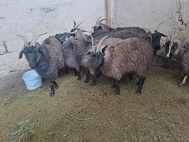 Зоотовары: Продаю | Коза (самка) | Полукровка | Для разведения | Котные — 4