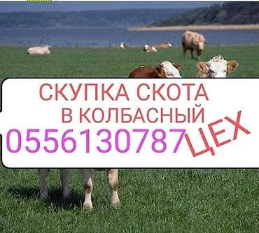 Частное лицо : Коровы, быки, Лошади, кони, | Круглосуточно, Любое состояние, Забитый — 1