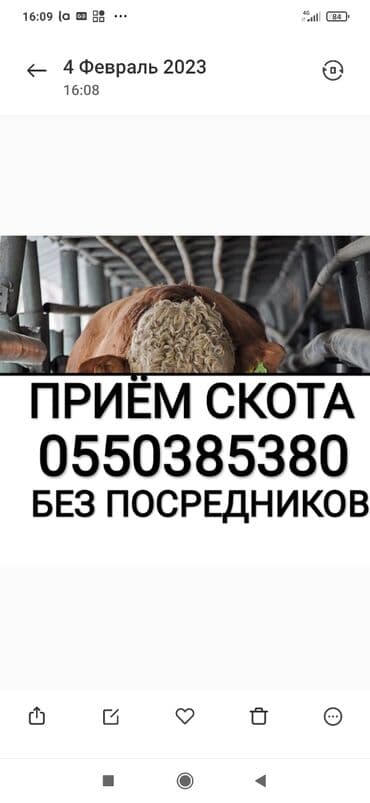 продаю музоо торпок корова самка бык самец айрширская ангус алатауская на забой для разведения на откорм племенные нетель привязанные: Куплю | Коровы, быки, Лошади, кони, Другие с/х животные | Круглосуточно, Любое состояние, Забитый — 1