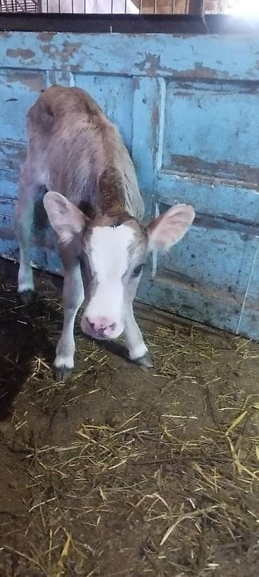 продаю кошара ферма: Продаю | Музоо, торпок | Полукровка | Для разведения, Для молока — 7