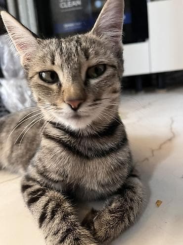 d cat: Кошка даром: Беспородная, Девочка — 4