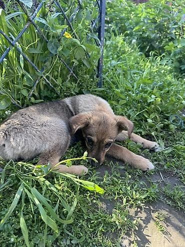 отдам животных в хорошие руки: Собака даром: 3 месяца, Самка — 3