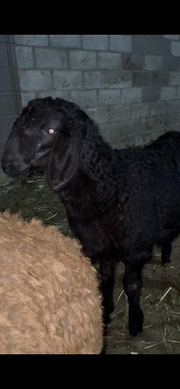 продаю яицо: Продаю | Баран (самец) | Арашан | Для разведения | Племенные — 4