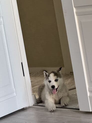 Хаски, 2 месяца, Самец at lalafo.kg Хаски, 2 месяца, Самец