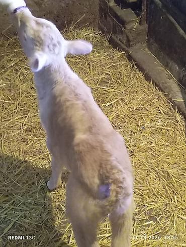 Животные: Продаю | Музоо, торпок | На откорм | Искусственник — 2