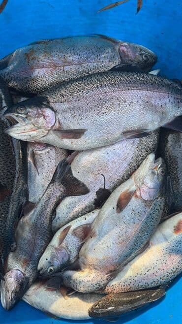 Промышленная химия: Охлажденный, 1 кг, 2 кг, Бесплатная доставка — 5