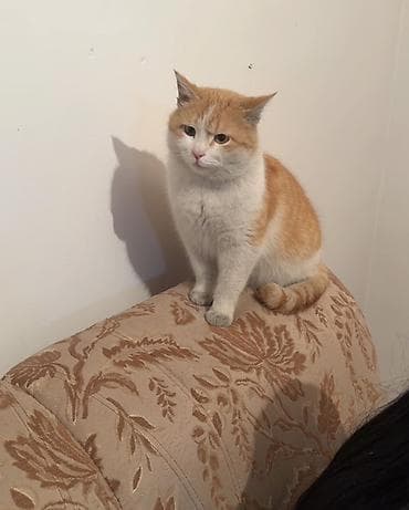 Услуги ветеринара: Кошка даром: Беспородная, 2 года, Мальчик, Кастрирована, Проглистована — 1