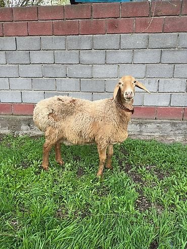 куры хай лайн: Продаю | Овца (самка) | Для разведения | Матка — 1