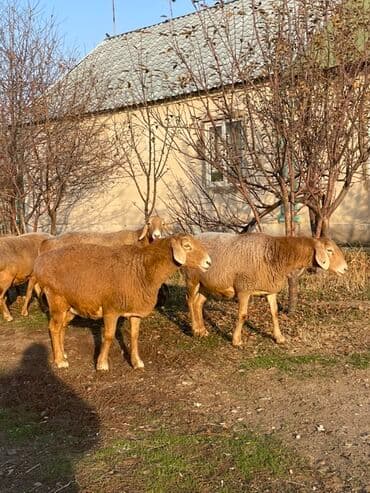 сколько стоит кавказская овчарка: Продаю | Овца (самка) | Для разведения | Матка — 4