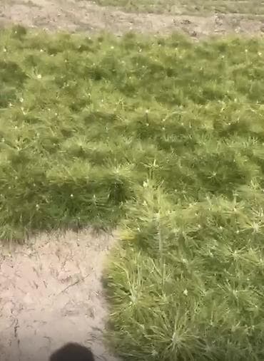 газонное покрытие: Сеянцы сосны (Крымская) из открытого грунта. - Возраст: молодые — 1