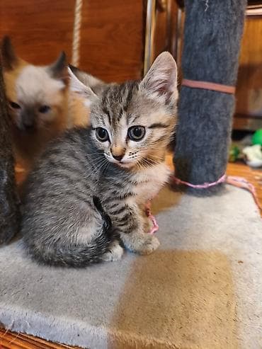Отдаем котят в добрые руки
