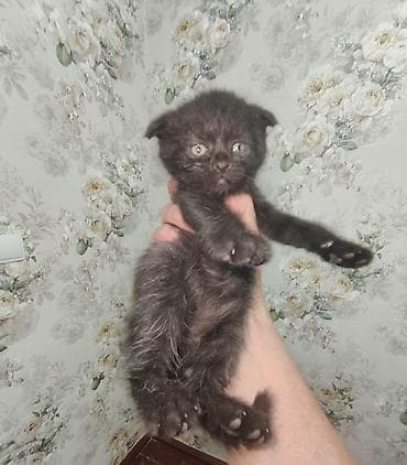 Британские котята, помёт из 4 малышей: 3 девочки и 1 мальчик - — 9