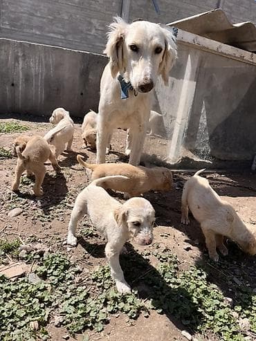 собака чихуахуа: Тайган кучук Бир ай чиста кровный — 2