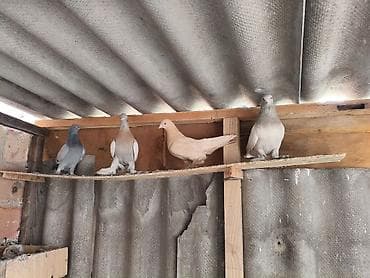 инкубатор для перепелов: Птицы — 1