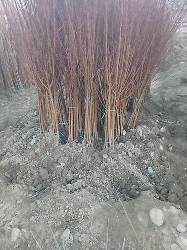 Саженцы деревьев (поросль/черенки для посадки и прививки) -