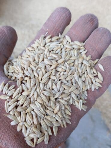 корм отход: Арпа.Ячмень таза — 1