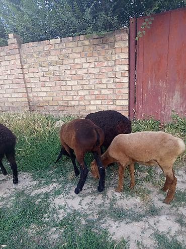 кошки в ош: Продаю | Овца (самка), Баран (самец) | Арашан | Для разведения | Осеменитель — 4