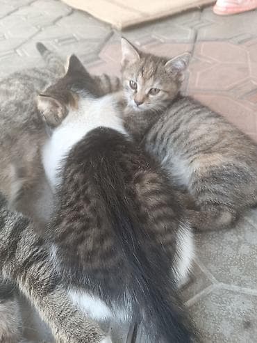 Кошки: Отдам котят в добрые руки бесплатно Котята домашние, окрас: - — 2