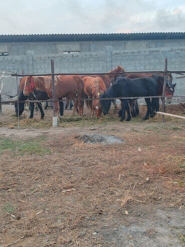 продажа домашних животных: Продаю эркек тайлар ургачый тай полторашка с России 10 голов — 3