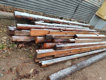 тополь продаю: Хвоя — 7