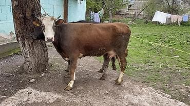 кремация животных бишкек: Продаю | Тёлка | На откорм | Привязанные — 2