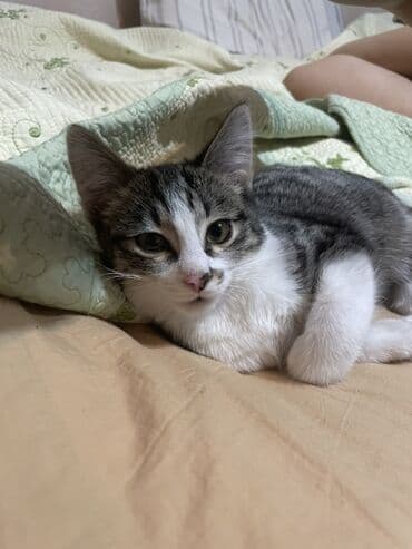 шотландская мраморная кошка: Котята домашние, ласковые и игривые. - Окрас: один полностью чёрный с — 2