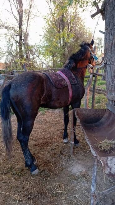 ит доберман: Продаю | Жеребец | Конный спорт — 1