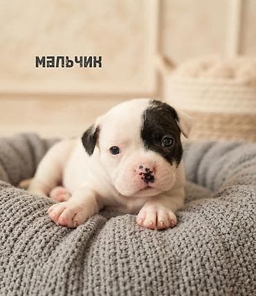Продажа собак: Бульдог, 1 месяц, Самец — 3