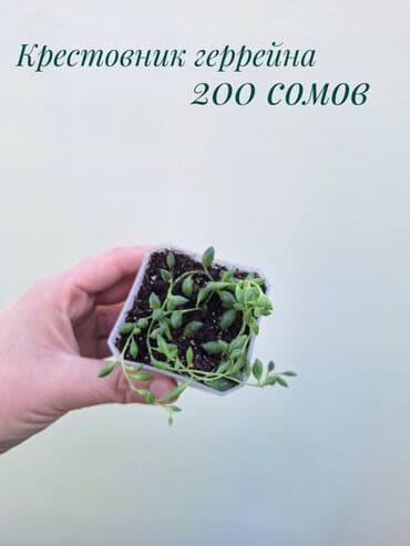 зеленое постельное белье: ● Комнатные растения (укоренённые черенки, молодые растения, взрослые — 22