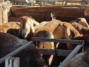 кролик декоративный: Продаю | Баран (самец) | Арашан — 2