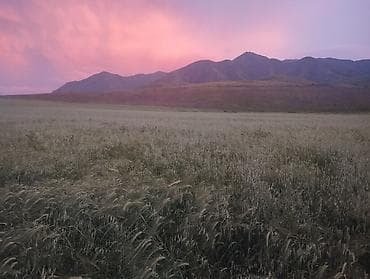 600 соток, Айыл чарба үчүн, Сатып алуу-сатуу келишими