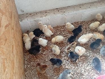 карликовой кури: Продаю | Цыплята | Несушки — 2