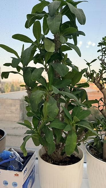 молочай: Продаются виды молочая 
Цена вместе с кашпо — 2