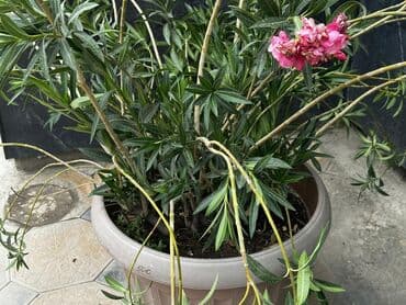 бугенвиллия фото: Олеандр с ярко-розовыми цветами в бежевом горшке. Растение имеет — 9