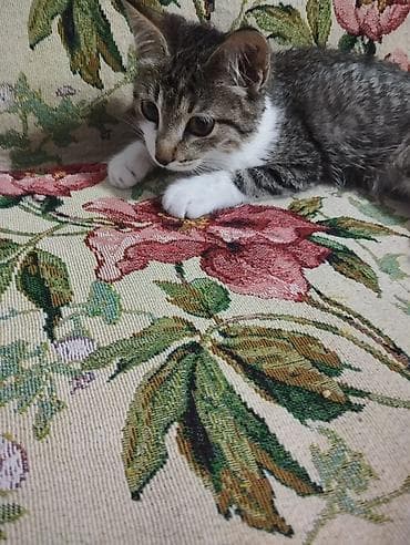 scottish fold: Отдам котенка в добрые руки,очень ласковый,чистый,милый котенок.Знает — 3