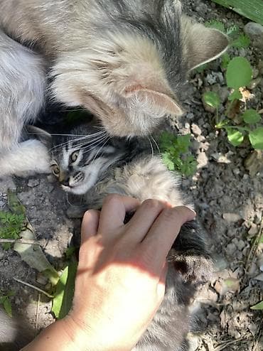 Мышыктар: Котенок! Мальчик ! Ласковый ! Добрый ! Очень спокойный ! Умный ! Ходит — 5