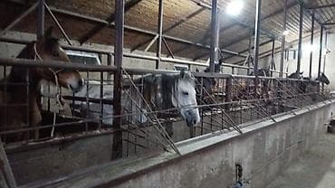 кой порода: Продаю | Кобыла (самка), Конь (самец), Жеребец — 2