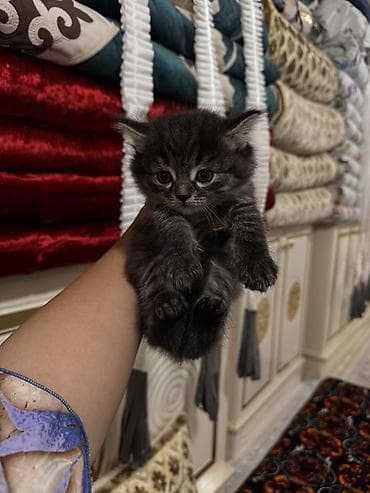 наполнител: Британские короткошёрстные котята и молодая кошка Описание: - Окрас — 5