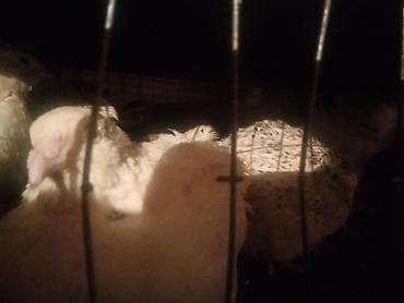 поилки для курей: Перепела (разные окрасы) - Вид: домашние перепела, мясо-яичное — 8