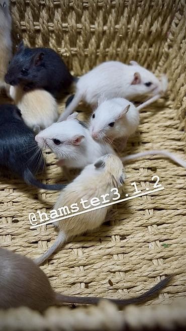 хомя: Продаются РУЧНЫЕ песчанки. От них НЕТ ЗАПАХА, как от хомячков и крыс — 8