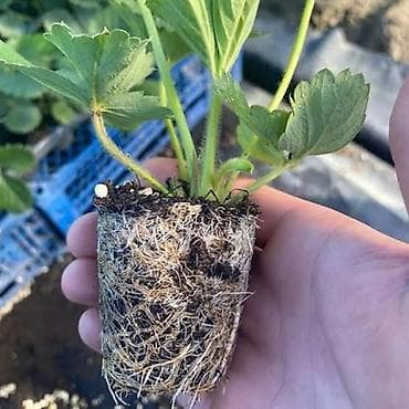 клубника ягоды: Продается Рассада Клубники,Ксд сортов,Альба,Азия,Клери,Миценова,самые — 4