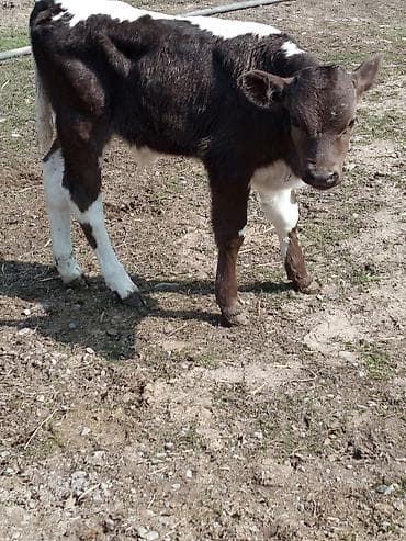 А\ч жаныбралары үчүн товарлар жана шаймандар: Сатам | Музоо | Аргын | Бордоп семиртүү үчүн | Жасалма уруктандырылган — 3