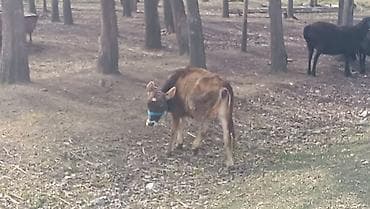 Аквариумдар: Сатам | Кунаажын | Алатоолук | Бордоп семиртүү үчүн — 3