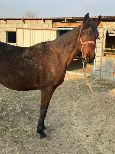 Грызуны: Продаю | Кобыла (самка) | Для разведения | Племенные — 8