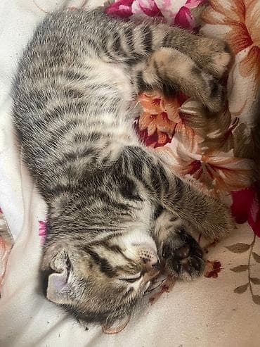 Котята домашние, ласковые и игривые. Шотландские вислоухие/прямоухие