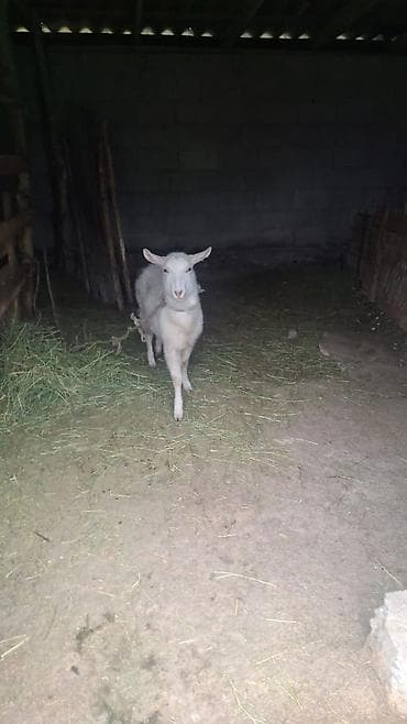 Үй жаныбарлары: Сатам | Эчки (ургаачы) | Көбөйтүү үчүн — 2